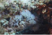 Corals 0016